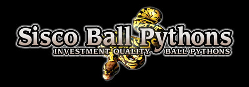 I breed and raise investment quailty Ball Python Morphs.