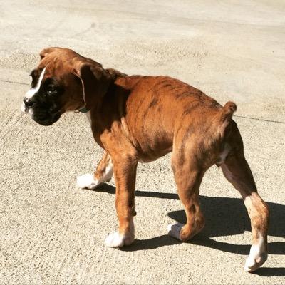 A place to post pics of boxers. Follow me @puppiesboxer. Luna is the little boxer i like to send pics of. Checkout the rest of my pack @dorsettfarm