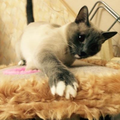 BoriskaNext's profile picture. Иногда ты ешь кота, а иногда кот ест тебя!