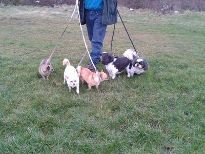 based in blackpool we are a professional dog walking company which offers great value for money with walks starting from just £4.50 for a 1/2 hour walk