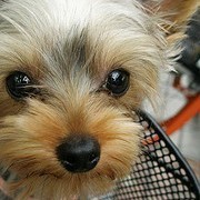 YorkieBreeders's profile picture. Yorkie Breeders - Yorkshire Terrier Breeders around the United States