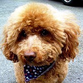 CockapooBreeder's profile picture. Cockapoo Breeders For You  around the United States