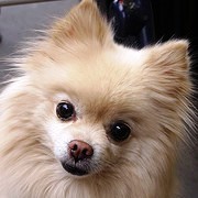 Pom Breeders - Pomeranian Breeders For You from around the United States