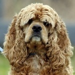 Cocker Spaniel Breeders - Bringing you Cocker Spaniel Breeders information and Cocker Spaniel News.