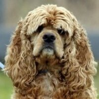 Cocker Spaniels (@_cockerspaniels) 's Twitter Profile