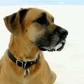 GreatDaneNews's profile picture. Great Dane Breeders - Providing the latest news from Great Dane Breeders.