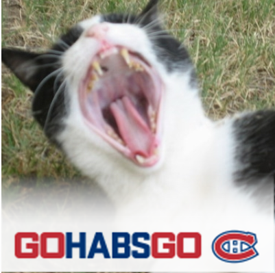 eclipselechat's profile picture. A Montréal, les aventures d'Eclipse Le Chat!