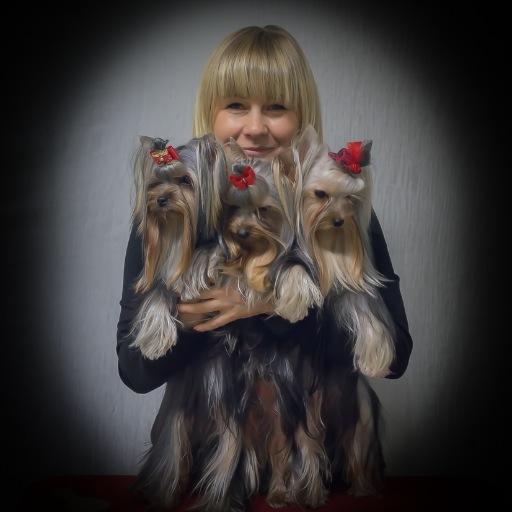 Passion for Yorkshire Terriers!