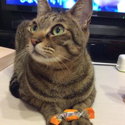 nekonopim's profile picture. 