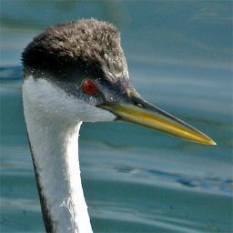 I am the swan-like bird sunning and dancing along the inlet. Elect me #VanCityBird and let’s protect our beautiful waters from tanker traffic and pipelines!