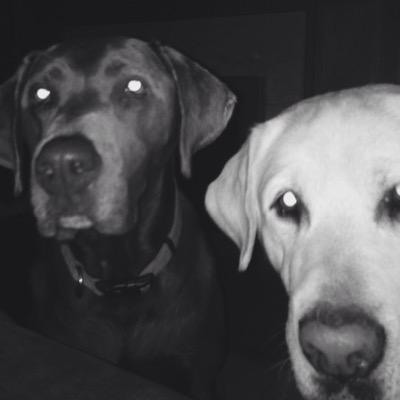 jesorge's profile picture. dogs are my Zen.. music is second