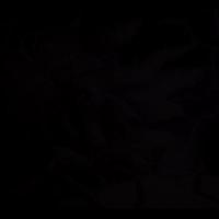 Black Studies UK (@blackstudiesuk) 's Twitter Profile