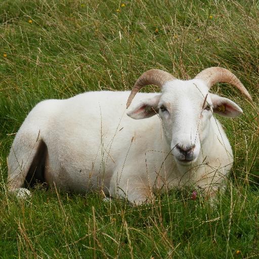 #FamilyFarm #HolisticManagement #Dexter #WiltshireHorn #regenag #permaculture #Orchard #Fishing #Worcestershire #Farmholidays #Schoolvisits #Selfcatering