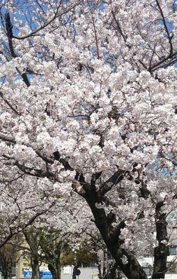 prachi1493's profile picture. 