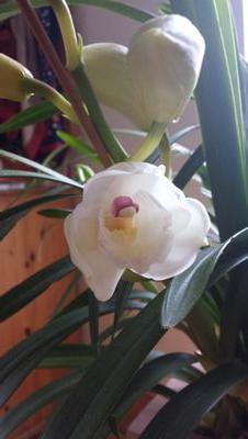 kerenlarkinire's profile picture. lover of all equestrian sport. Munster rugby. Tipperary Hurling. Good food & Gin. Nature and all it's glory