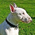 Bull Terrier Breeders - Providing the latest information and news from Bull Terrier Breeders.