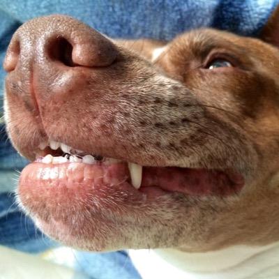 kinguska84's profile picture. Do you know that millions of healthy pets are killed in high kill shelters without mercy? Only very few people knows the truth! This is a very cruel business of