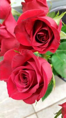 Graceful Petals Flowers and more is a family owned business in London,ON. Call today (519) 204-3228 , visit us online or in store 699 Village Green Ave