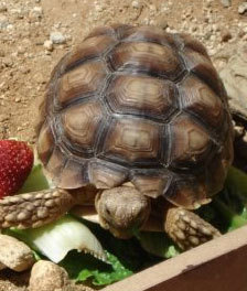 franklintortuga's profile picture. Hi, I'm James and Carmina's Sulcata Tortoise
