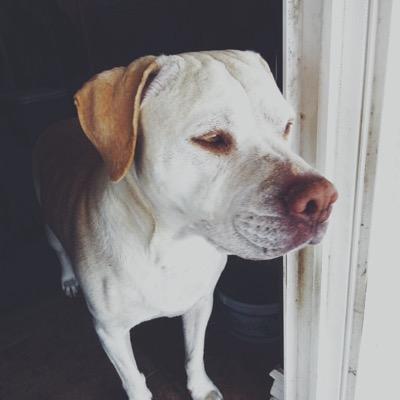 sunniethedoge's profile picture. im the doge to get the job done