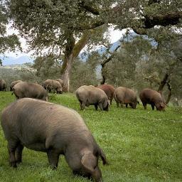 Empresa especializada en carnes, jamones y embutidos.Con 5 puntos de venta en la provincia