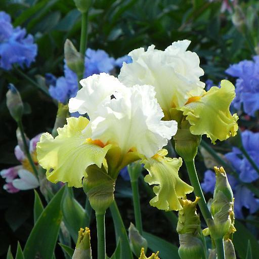 Quality Iris for Your Garden