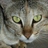 f70exr's profile image