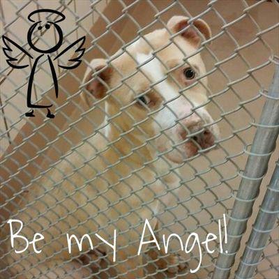 This account is in Support of Rockdale County Animal Control- HELP RESUCE!
1506 Rockbridge Road
Conyers, GA 30012
770-278-8403
acadmin@rockdalecounty.org