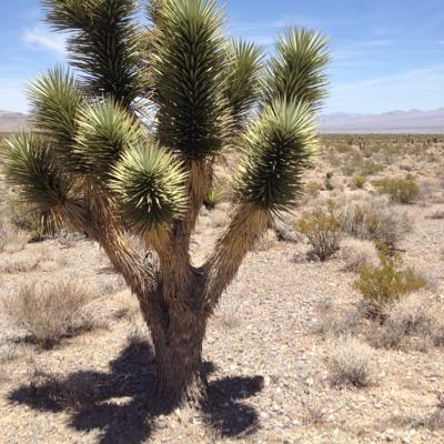 tapemedown's profile picture. student / 22 / beach body coach / Younique presenter ❤️