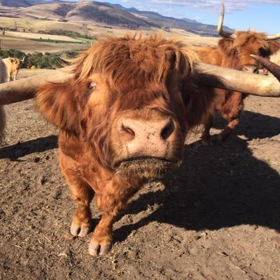 Ethically raised Scottish Highland Beef