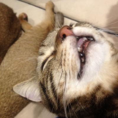 てんこ