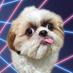 Cooper the Shih Tzu (@cuddlycooper) Twitter profile photo Cooper the Shih Tzu (@cuddlycooper) Twitter profile photo