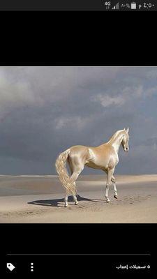 amaanallah's profile picture. 