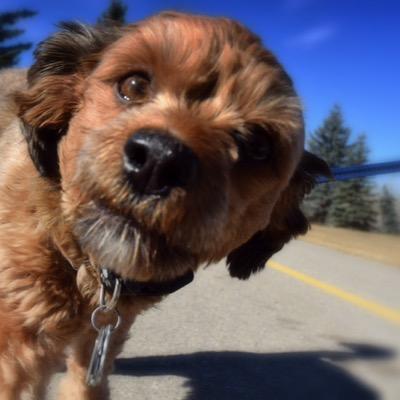 Rustyisme's profile picture. Walk with me to learn about pup stuff.