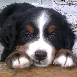 ingerlinneakar2's profile picture. 