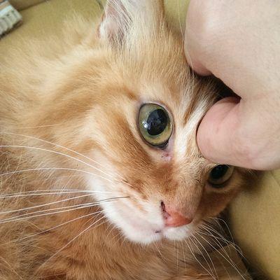 文学結社猫さんのプロフィール画像