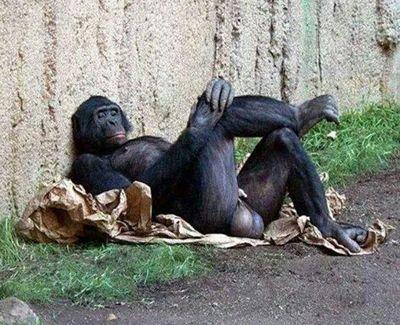 1amimeimporta's profile picture. 