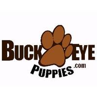 Buckeye Puppies(@BuckeyePuppies) 's Twitter Profile Photo