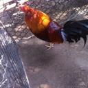 el guajiro (@59hGelder) Twitter