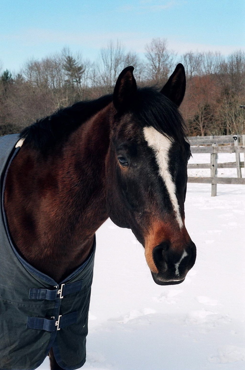 works in social services - dressage - animal assisted therapies