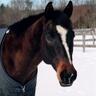 etjada's profile picture. works in social services - dressage - animal assisted therapies