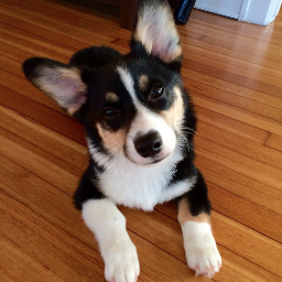 Hello furiends! I'm Sully and I live in upstate NY. You can also find me on http://t.co/hzX4GRSOIV. Follow me for some pawesome updates!