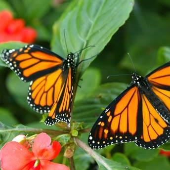 @nz_butterfly