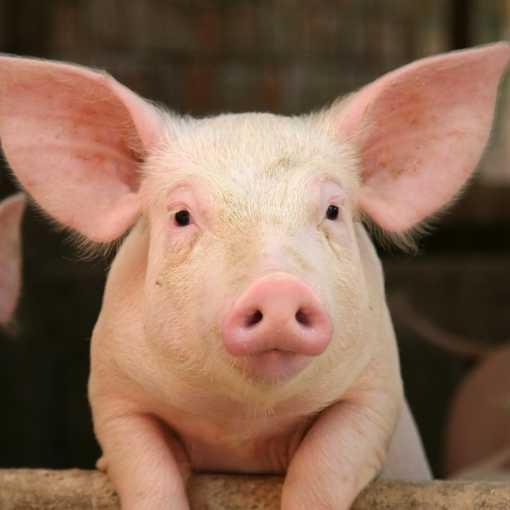 BigIgPig's profile picture. I hate algorithms