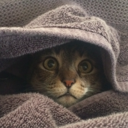 baxtercat28's profile picture. 