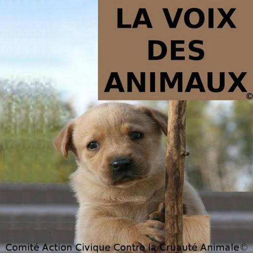 La voix des animaux,#lavoixdesanimaux #statutdesanimaux #causeanimale #stopcruaute #protectionanimale #nonalacruaute #SPA