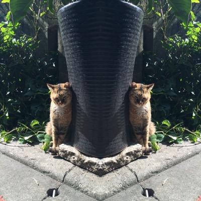 うめ子🍋さんのプロフィール画像