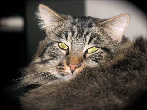 scjoyner's profile picture. 