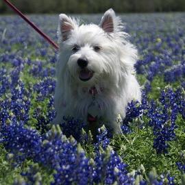 Queen of Toys and Scourge of Varmints, Certified Master Zombie Hunter--Proud Member of #ZombieSquad and #TheAviators