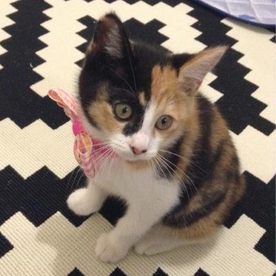 Kei411's profile picture. 獣医師。研究系の会社員。旅行好きだけど子どもが生まれてからはお休み中。子連れで行ける旅行先を妄想する日々。森山未來が好き。
